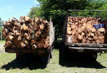 Fuerza Naval ocupa 12 toneladas métricas de madera ilegal en Chinandega