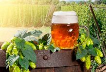 Beneficios saludables de la flor que da el aroma y sabor a la cerveza