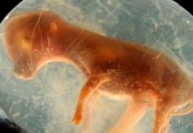 Un útero artificial mantiene con vida a fetos de animales prematuros
