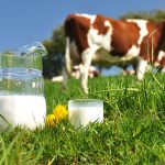 La leche de vaca no afecta al desarrollo de la diabetes tipo 1 en niños