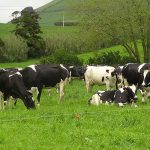 ¿Por qué no se pueden comer las 84 reses que murieron por una tormenta eléctrica en Brasil?