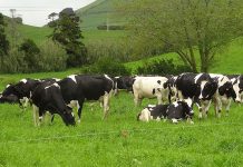 ¿Por qué no se pueden comer las 84 reses que murieron por una tormenta eléctrica en Brasil?