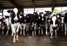 Las vacas felices dan más leche, según los expertos