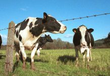 Cuba y Canadá desarrollan un proyecto para vigilar el mal de las vacas locas