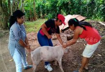 Inicia jornada de vacunación animal en Ometepe