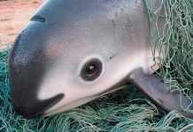 Suspenden la captura de vaquitas marinas en México