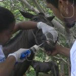 Estudiantes de Nandaime lanzan jornada veterinaria