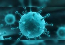 Confirman 12 casos de influenza canina H3N2 en Florida