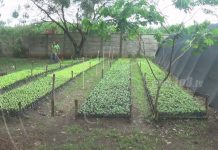 Nandaime: Preparan vivero para la reforestación del municipio