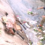 Rescatan a yegua que se precipitó en un cauce de Managua