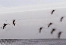 Paraguay: Eliminar criaderos de mosquito ante temporada de lluvias