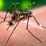 OMS pide mantener fuerte vigilancia ante zika, incluso en países sin casos