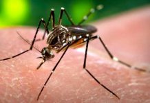 OMS pide mantener fuerte vigilancia ante zika, incluso en países sin casos