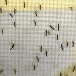 Disminuye incidencia de zika, dengue y chikungunya en Brasil