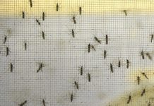 Disminuye incidencia de zika, dengue y chikungunya en Brasil