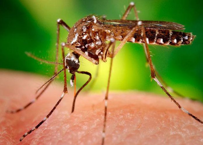 zika1