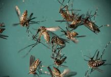 Brasil declara el fin a la emergencia por el zika