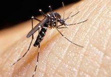 Estos son los daños fatales que presentan los niños que tienen zika