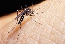 Vacuna contra el dengue puede ser efectiva para el zika