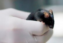 Células cerebrales jamás vistas presentes en los ratones ciencia, ratones, descubrimiento,