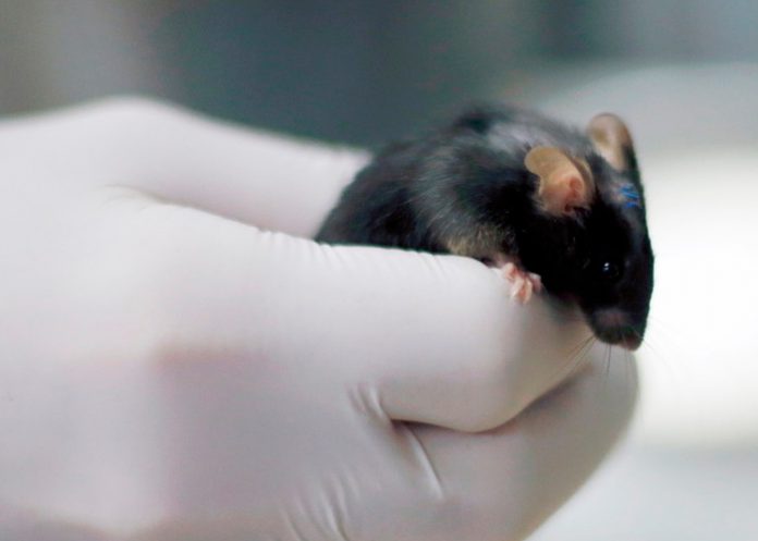 ciencia, ratones, descubrimiento,