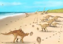 Descubren las huellas de los últimos dinosaurios que caminaron por Reino Unido ciencia, descubrimiento, dinosaurios, huellas, caracteristicas