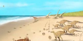 ciencia, descubrimiento, dinosaurios, huellas, caracteristicas