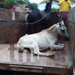 nicaragua, jalapa, plan, semovientes,