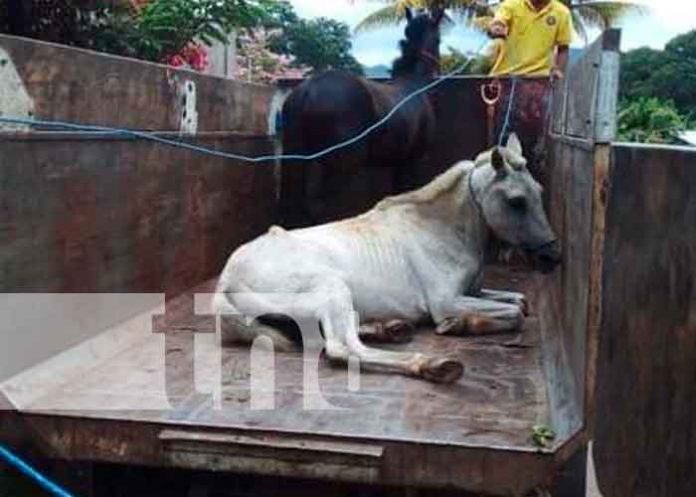 1 nicaragua, jalapa, plan, semovientes,