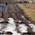 Egipto: Agricultor encuentra una estela con jeroglíficos ciencia, jeroglíficos, antigua estela, egipto,