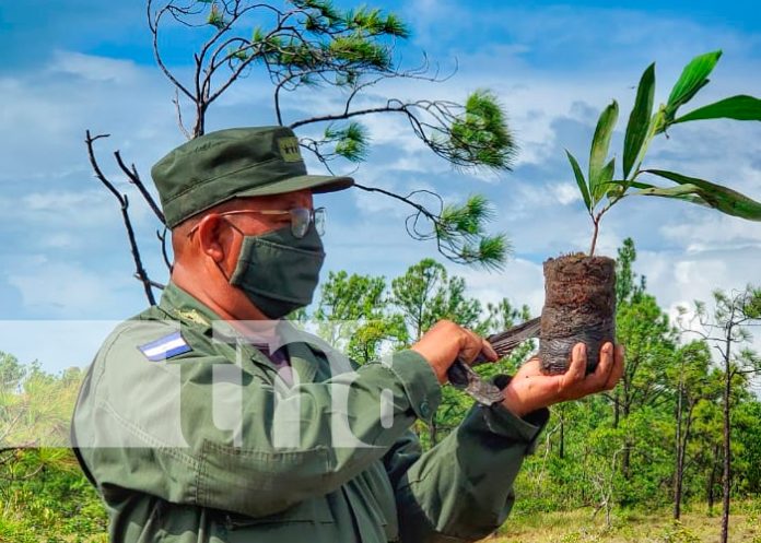 nicaragua, bilwi, Destacamento Militar Norte, reforestación,