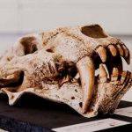 Descubren nuevo tipo de ejemplar de dientes de sable de hace 2,5 millones años ciencia, descubrimiento, marruecos, dientes de sable, caracteristicas