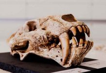 Descubren nuevo tipo de ejemplar de dientes de sable de hace 2,5 millones años ciencia, descubrimiento, marruecos, dientes de sable, caracteristicas
