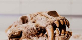 ciencia, descubrimiento, marruecos, dientes de sable, caracteristicas
