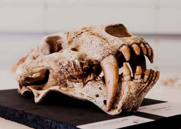 ciencia, descubrimiento, marruecos, dientes de sable, caracteristicas