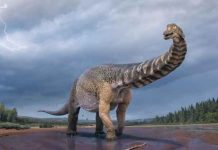 Descubren los restos del dinosaurio más grande de Australia ciencia, australia, descubrimiento, dinosaurio, caracteristicas