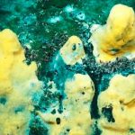 ciencia, estudio cientificos, bacterias marinas, observaciones