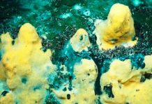 Científicos descubren una asombrosa colonia de bacterias marinas ciencia, estudio cientificos, bacterias marinas, observaciones