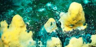 ciencia, estudio cientificos, bacterias marinas, observaciones