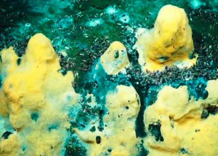 ciencia, estudio cientificos, bacterias marinas, observaciones