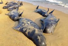Ballenas mueren al quedar varadas en una playa mexicana