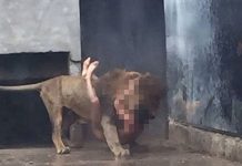 Suicida se mete a la jaula de los leones en zoológico de Chile