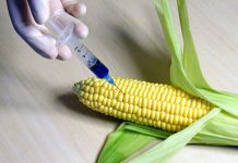 Rusia prohíbe cultivar y criar especies genéticamente modificados