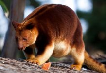 Zoológico australiano logra nacimiento de primer canguro arborícola