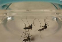 Detectan virus del Zika en esperma de italiano