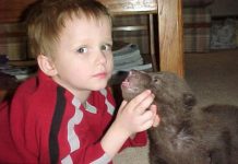 En fotos: Rescato a un oso recién nacido junto a su madre muerta, ahora el es parte de la familia
