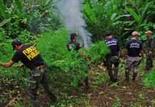 Narcos tapaban droga con matas de maracuyá