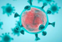 Estudio concluye que el SARS-CoV-2 puede infectar los testículos ciencia, estudio, sarscov2, testiculos, hamsters
