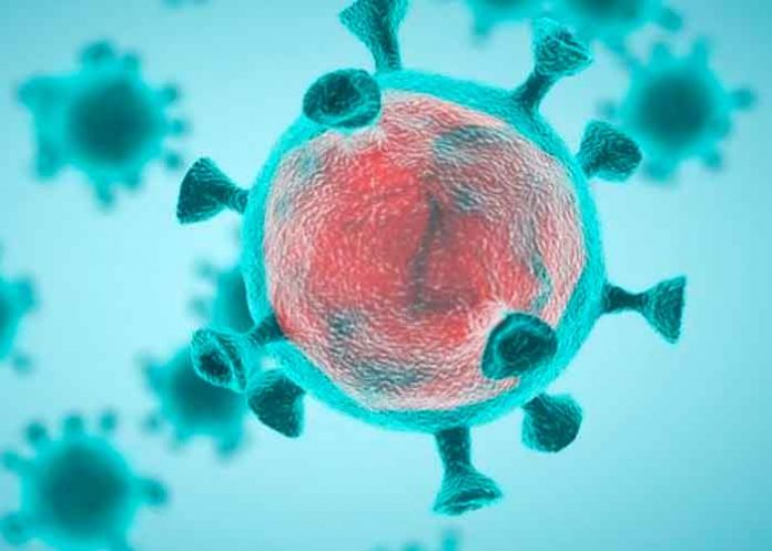 ciencia, estudio, sarscov2, testiculos, hamsters