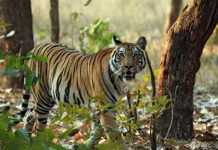 Dos tigres se escapan de un refugio para animales de Holanda